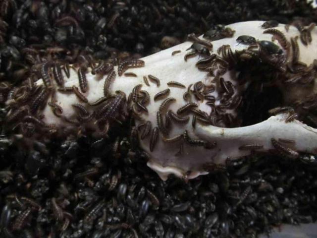 Narin Güran cinayetini Adli Tıp'ta özel olarak saklanan 'dedektif böcekler' çözecek