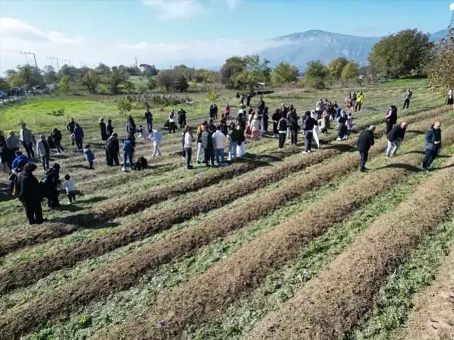 Dünyanın en pahalı baharatında hasat başladı
