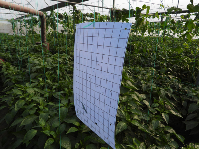 Türkiye'nin En Acı Biberi Samandağ Biberi Hasat İçin Gün Sayıyor