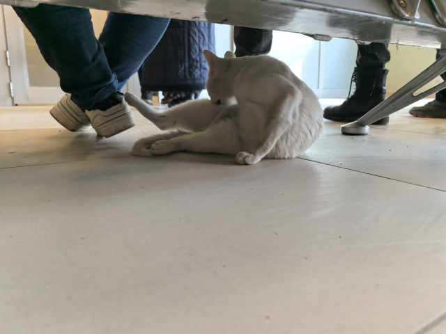 Bacağı kırılan kedi, hastanenin acil servisine geldi