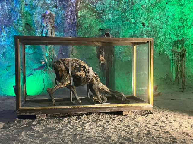 �ank�r� Tuz Ma�aras�'ndaki ��r�meyen e�ek g�renleri �a��rt�yor