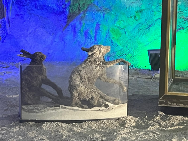 �ank�r� Tuz Ma�aras�'ndaki ��r�meyen e�ek g�renleri �a��rt�yor