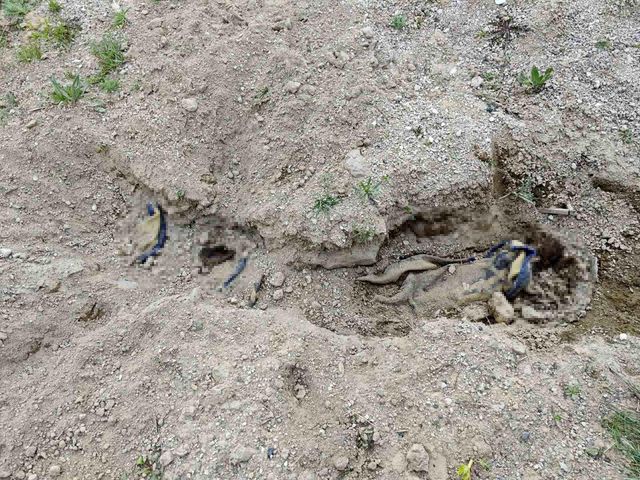 Çoban, boş arazide battaniyeye sarılarak gömülmüş ceset buldu