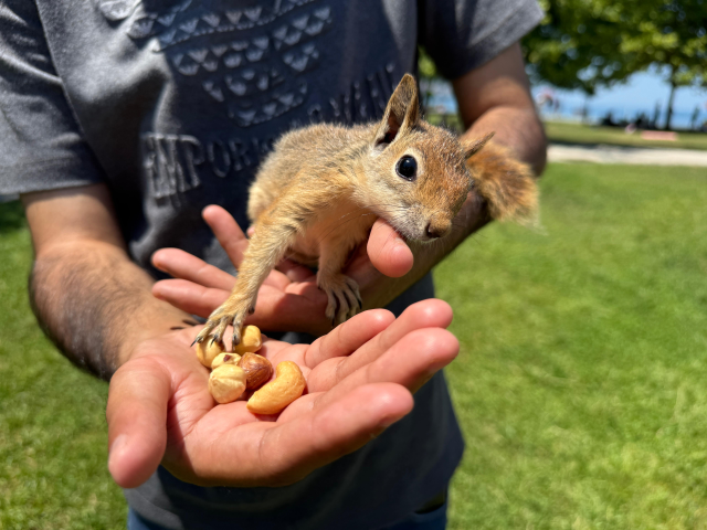 Doğada yaralı bulduğu sincap, en yakın arkadaşı oldu