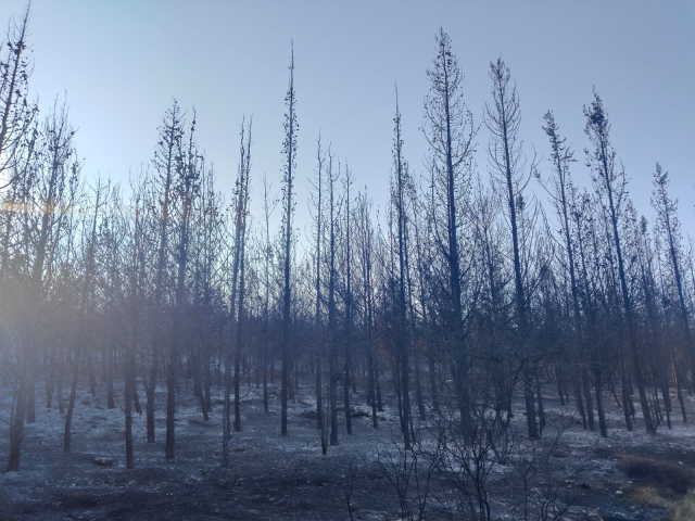 İzmir'de orman yangını 2'nci günde kontrol altına alındı