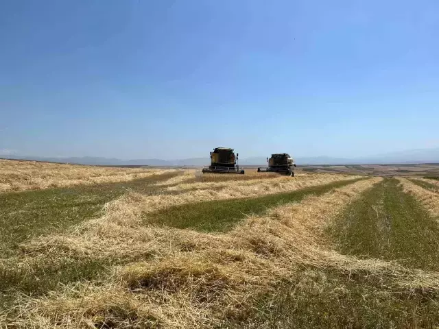 Ekme diyenlere inat ekti, tarladan bereket fışkırdı