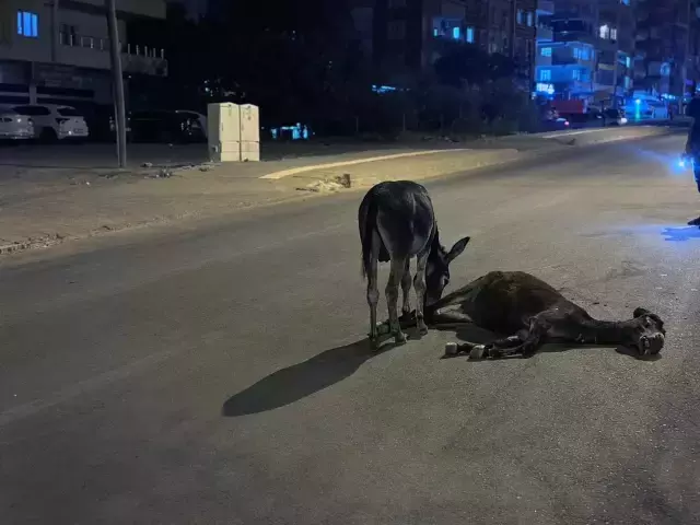 Ölen annesinin başından ayrılmayan yavru