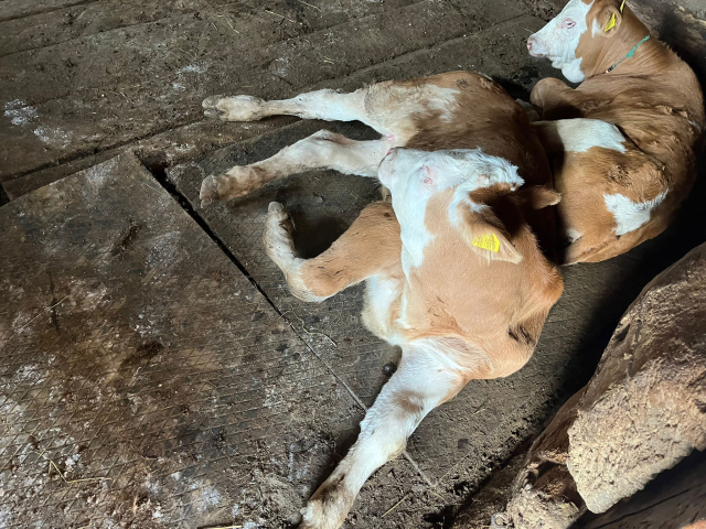 Şap hastalığı 2 ilde başladı, hızla yayılıyor! Büyük tehlike kapıda