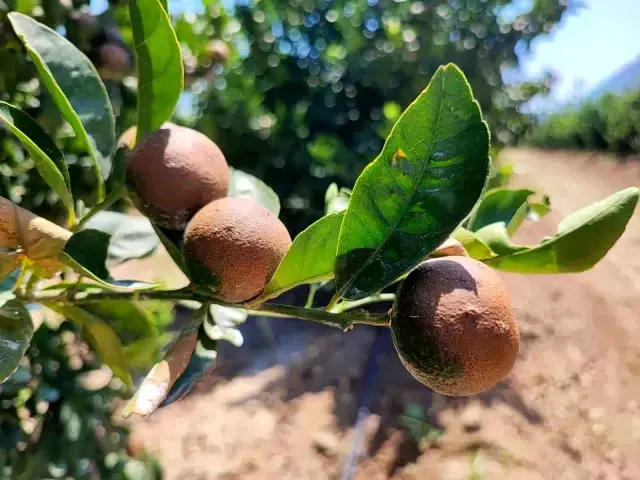 Sıcak hava narenciyeyi vurdu