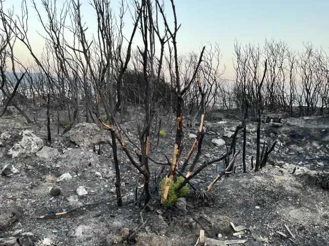 İzmir'de yanan araçtan ormana sıçrayan yangın kontrol altına alındı