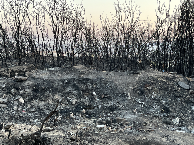 İzmir'de yanan araçtan ormana sıçrayan yangın kontrol altına alındı