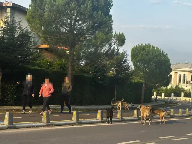 Çekmeköy sokaklarında dolaşan başıboş köpekler