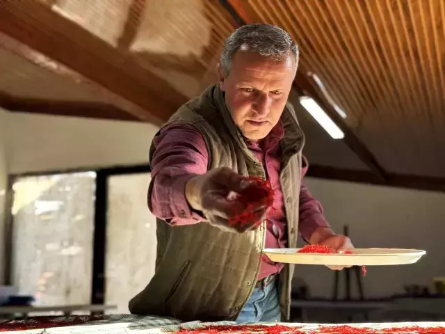 AB tescilli üründe hasat sürüyor, gramı 600 TL'ye dayandı