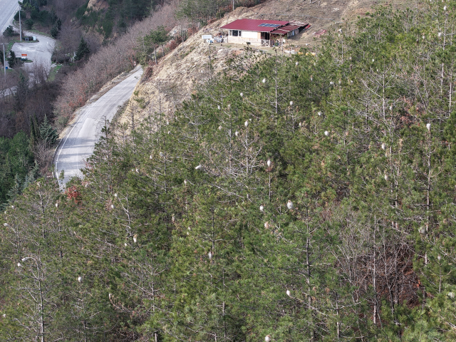 Hem ağaca hem insanlara zararı var: Samsun ormanlarında çam kese tırtılı istilası