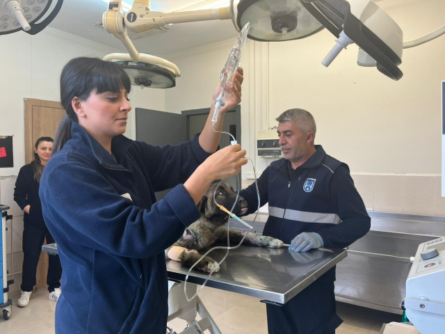 Sahibinin kamyonetin arkasına bağladığı köpeği Seren Serengil sahiplendi