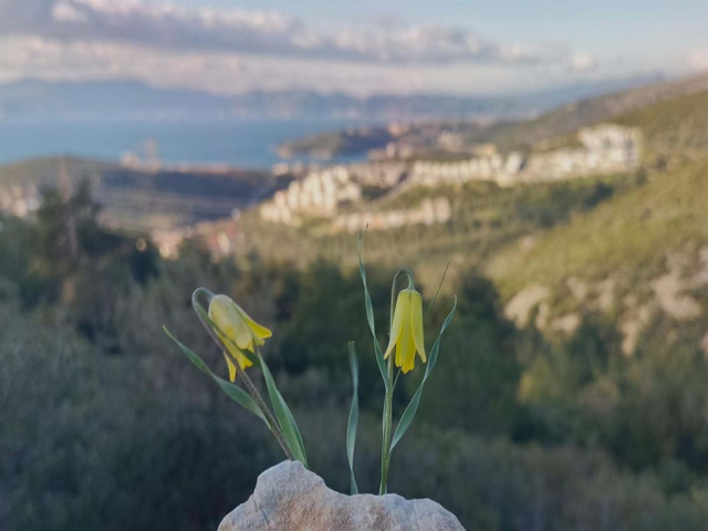 Kuşadası'nda 'ağlayan gelinler' çiçek açmaya başladı