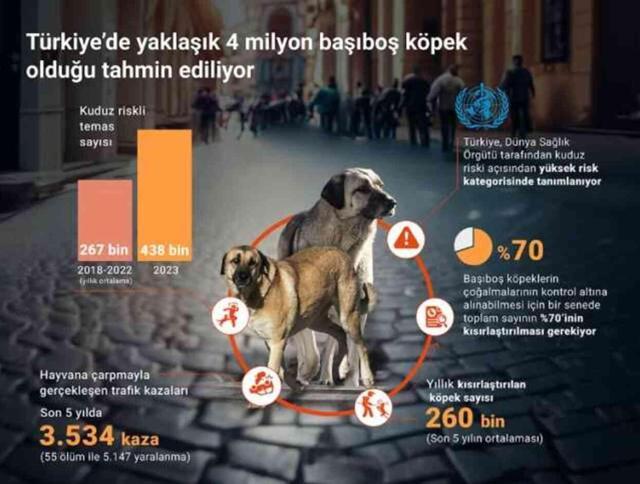 Türkiye'de ne kadar sahipsiz köpek var? Türkiye'de kaç tane sokak köpeği var?