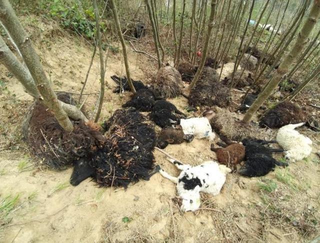 Önce bir koyun, sonra sürünün tamamı atladı! 45 kuzu ve koyun telef oldu