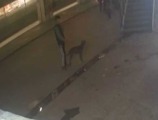 13 yaşındaki çocuğa pitbull saldırdı