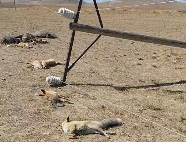 Hayvan otlatırken gördüğü manzara karşısında dehşete düştü