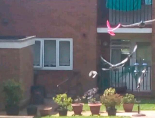 Annesinin evinde oturan kadın pencereden görüntüledi: Dünya üzerinde böyle bir güvercine hiç rastlamadım