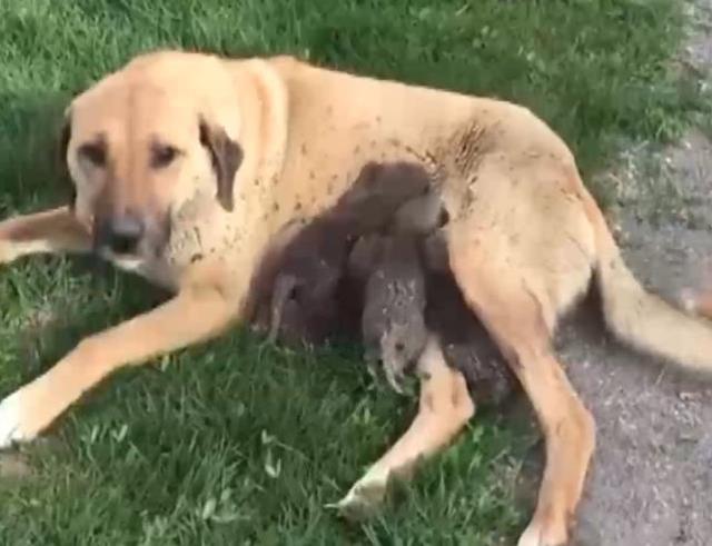 Erzurum'da öksüz kalan 4 tilki yavrusunu emziren köpek duygulandırdı