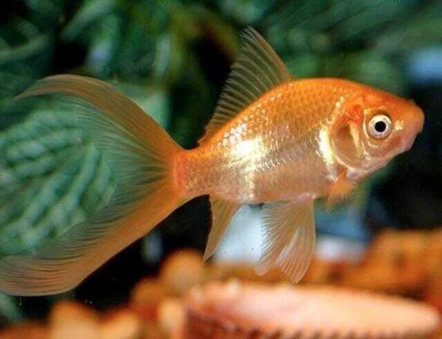 Rüyada turuncu renk görmek ne anlama gelir? Rüyada turuncu elbise giymek nedir? Rüyada turuncu duvar, araba, çiçek görmek ne demek?