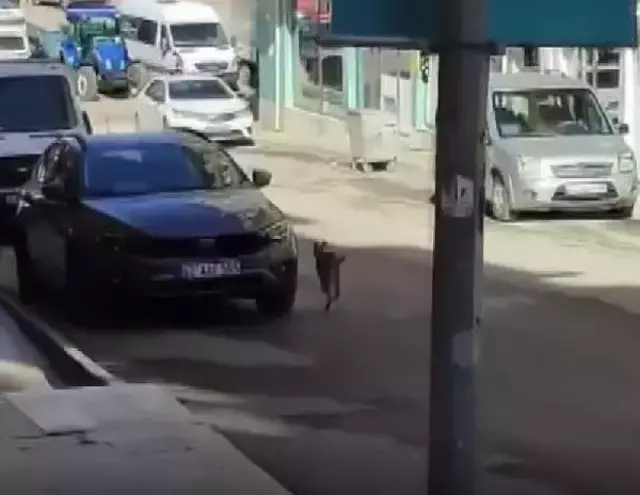 Türkiye'nin her yerinde aranan hırçın vaşak, sürücü kursunun mutfağında ortaya çıktı