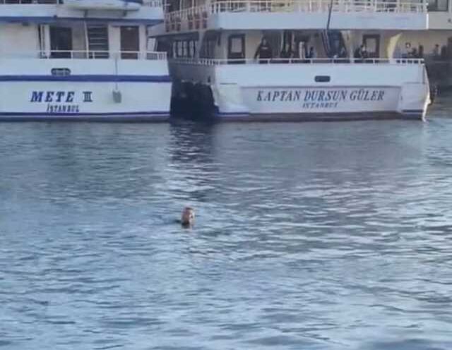 Kadıköy'de istek parça cinayeti! Sahilde şarkı söyleyen genç, bıçaklanarak öldürüldü