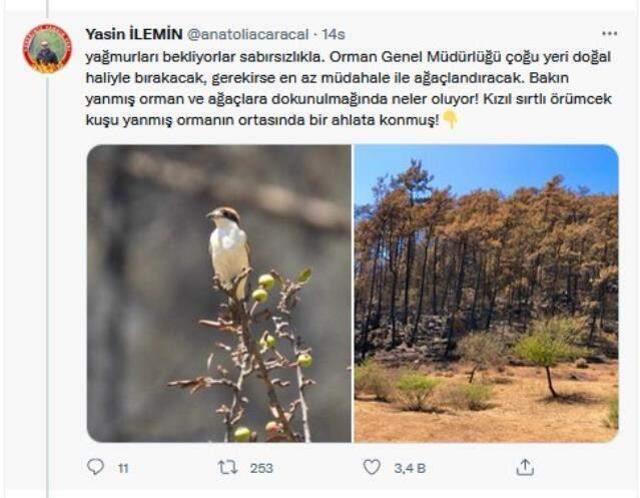 Yangın bölgesinden sevindiren görüntüler! Yanan ormanlar küllerinden doğuyor