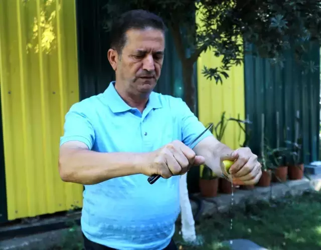 Çiftçinin çöpe attığı ıskarta limon marketlerde 6 liradan satılıyor