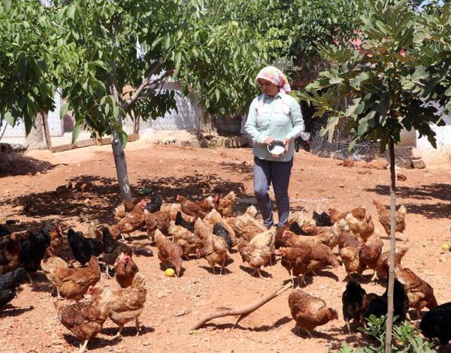 Çocuğu olmayan kadın, orman kurmak için tavuklarını satışa çıkardı