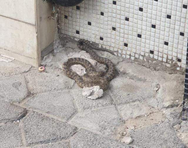 Zeytinburnu'nda yılan paniği mahalleliyi sokağa döktü