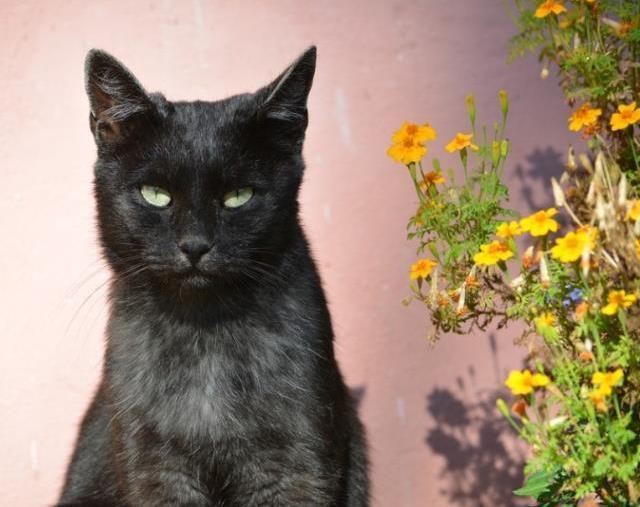 Rüyada siyah kedi görmek ne anlama geliyor? Rüyada siyah kedi yavrusu görmek nedir? Rüyada evde siyah kedi görmek ne demek?