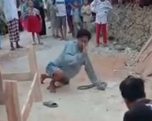 Endonezya'da yılan oynatıcısı yılan ile şov yaparken yılan burnunu ısırarak öldürdü