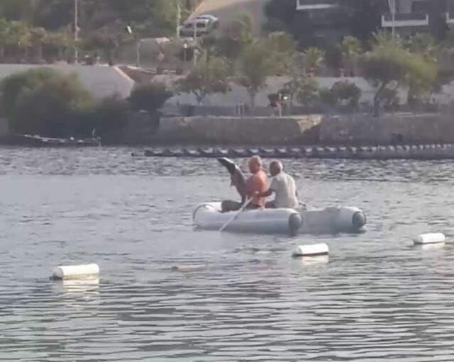Bodrum'da köpek balığı telaşı! Bota atlayıp yanına giden balıkçılar, ellerinden yaralandı