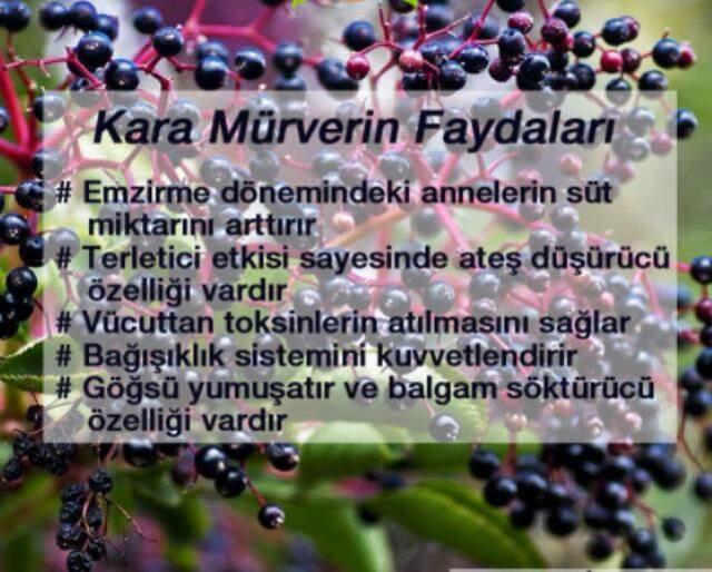 Kan şekerinin baş düşmanı! 'Kara şifa' deniliyor, 2 gün içerisinde grip, nezle, baş ağrısı hepsini kesiyor