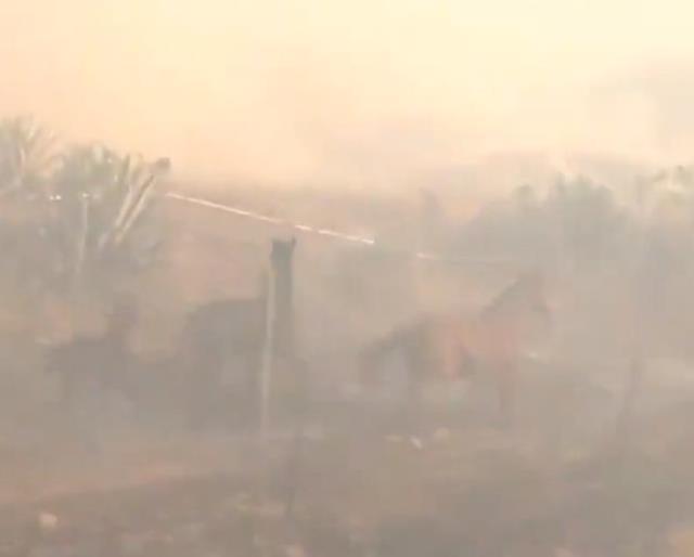 Korkusuz at ailesini yangından kurtardı o anlar kamerada