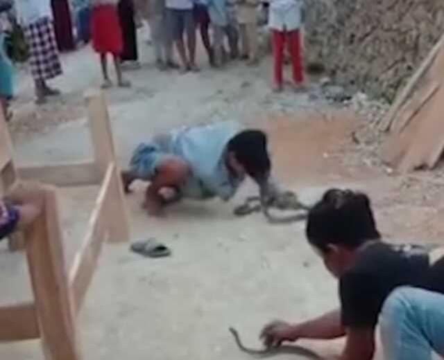 Endonezya'da yılan oynatıcısı yılan ile şov yaparken yılan burnunu ısırarak öldürdü