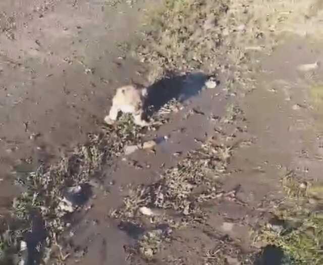 Şanlıurfa'da yol kenarında yavru aslan görüntülendi