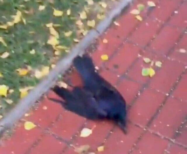 Filmlerdeki kıyamet sahneleri gibi! Rusya, yüzlerce kuzgunun gizemli ölümünü konuşuyor