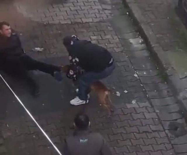 Pitbullun ısırdığı genç köpeğin ağızından güçlükle kurtarıldı