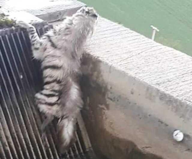 Nesli tükenmekte olan çizgili sırtlan 43 yıl sonra ilk kez görüntülendi