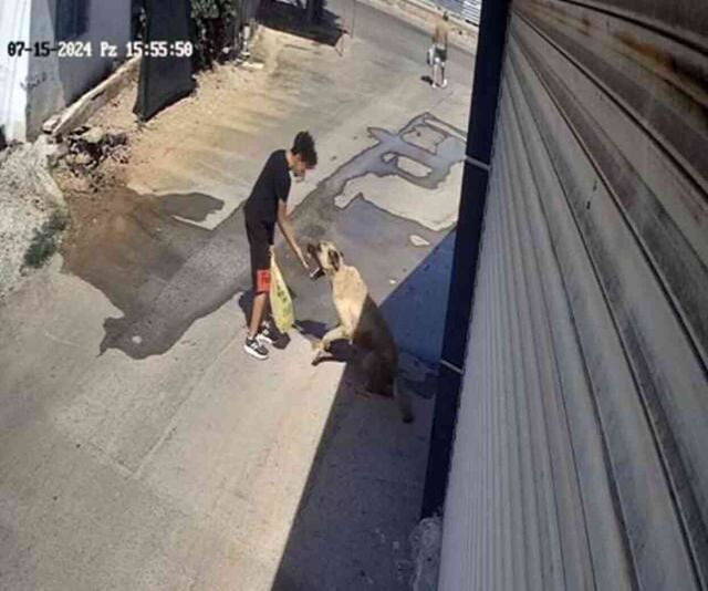 Sokak köpeği, kendisine mama veren küçük çocuğa saldırdı