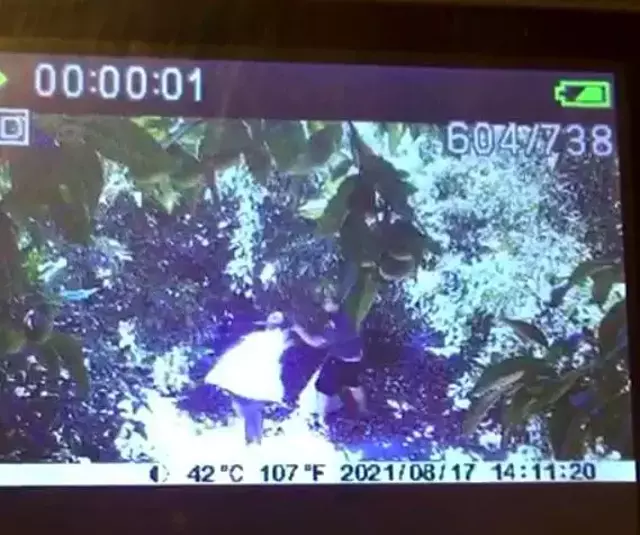 Tanesi 10-15 TL'den satılan Avokado bahçelerine dadanan hırsızlar üreticiyi bezdirdi