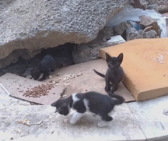 SULTANGAZİ'de Yavru Kedilerin Kaybolması Üzerine Anons Yapıldı