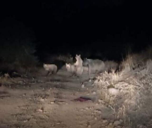 Gece kamerasına yakalandılar! Aç kalan ayılar, evlere kadar indi