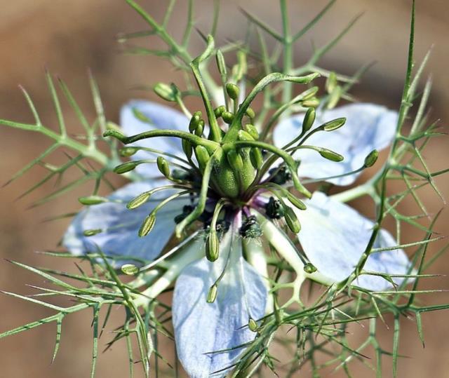 Çörek otunun ve çörek otu yağının faydaları nelerdir? Çörek otu yağının cilde ve saça faydaları nelerdir?