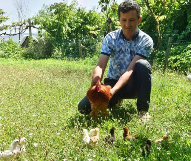 Anneleri köpek tarafından öldürülen civcivlere sahip çıkan horoz, göz yaşarttı