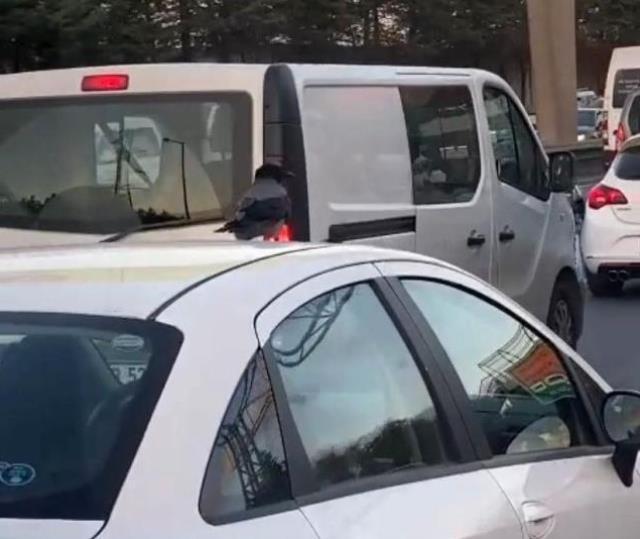 Araç üzerinde yolculuk eden karga! Trafikte bu ana tanıklık edenler telefonlarına sarıldı